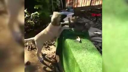 Bursa Kedi ile Köpeğin Gülümseten Dostluğu