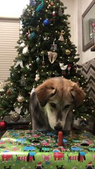 Dog Plays Hide the Hotdog Christmas Game