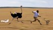 Amazing Mother Ostrich Protect Her Eggs From Man And Monkey Steals