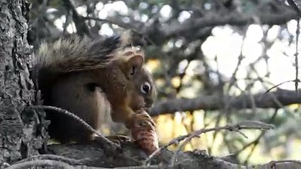 Squirrel busy eating its food - Sóc bận ăn thức ăn của nó