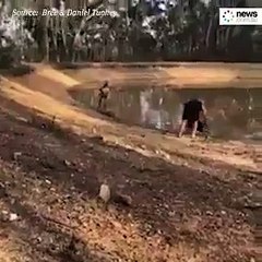 Köpeklerini korumak isterken kangurudan dayak yedi