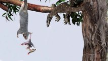Amazing Mother Possum Defeated Monitor Lizard To Protect Babies - Animals Hero R