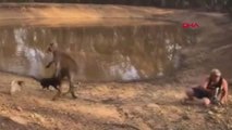 Dha Dış - Köpeklerini Korumak İçin Kanguru ile Yumruklaştı