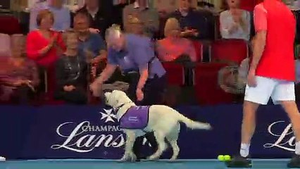 Match-pointer! Ball-dogs let loose on tennis court