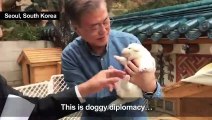 South Korea President cuddles newborn Northern pups