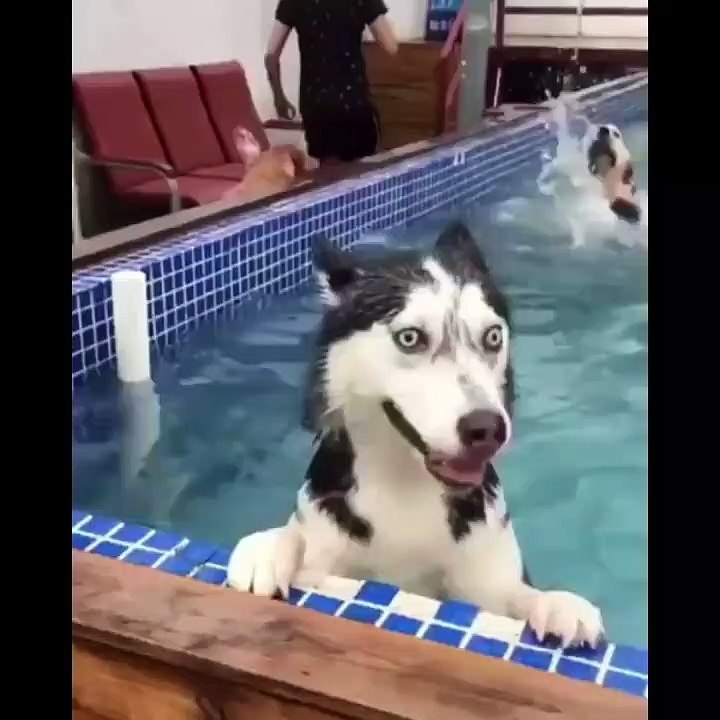 Funny videos　Dogs compilation