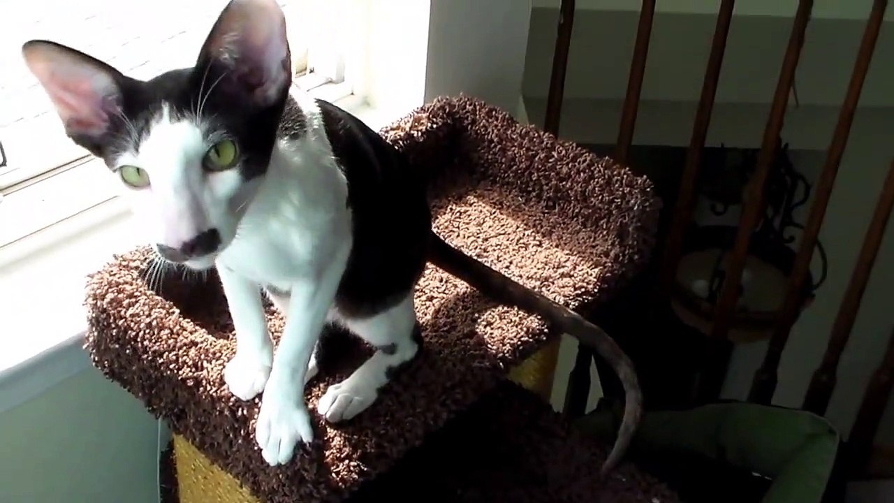 Stache, le chat avec une moustache !