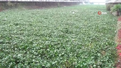 Su Canavarları Asi Nehri'ni Kapladı