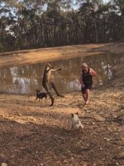 فيديو: قتال شرس بين كنغجر ورجل مغامر
