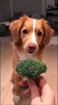 Ce chien est pret à tout pour un morceau de brocoli !