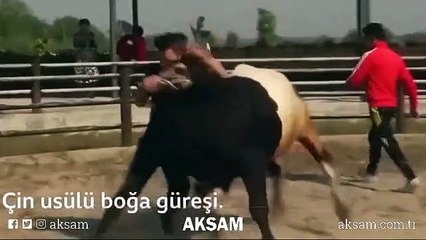 Çin usulü boğa güreşi