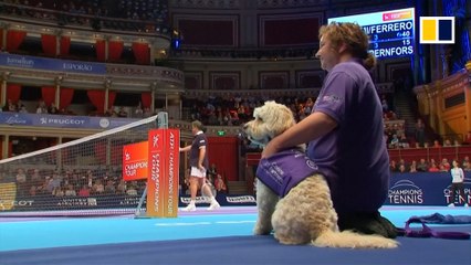 'Ball dogs' at tennis tournament