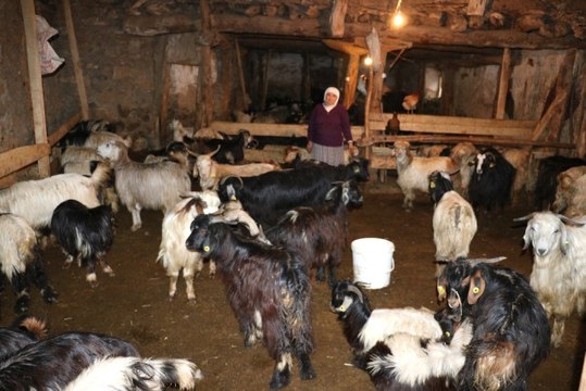 Zara'da Veba 200 Küçükbaş Hayvanı Telef Etti