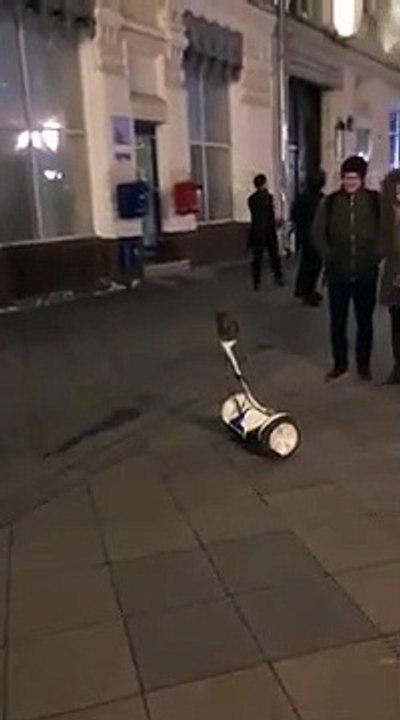 Cet hibou qui fait du gyropode est le truc le plus chelou que vous verrez aujourd'hui