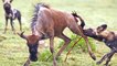 Amazing wild dog attack two young wildebeest in South of African