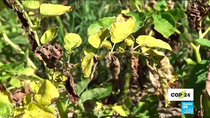 #COP24 : Discover polyter, a miracle technology to battle deforestation, drought