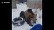 Friendly pet bear loves to play and roll around in the snow
