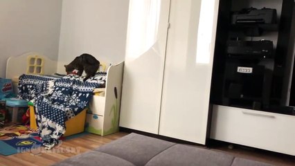 Ce chat qui vole une couverture ! ça démarche va vous faire rire