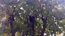 Ağaçta Mahsur Kalan Kedi İçin Esnaf Seferber Oldu