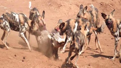 Amazing Wild Dogs hunting family Warthogs - Wild Dogs attack animals