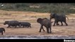 Baboon Chasing Leopard To Save Antelope  Leopard Hunting Fail