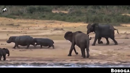 Baboon Chasing Leopard To Save Antelope  Leopard Hunting Fail