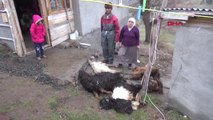 Sivas'ta, Yaklaşık 200 Küçükbaş Hayvan Koyun ve Keçi Vebası Nedeniyle Telef Oldu