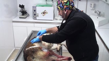 Vurulan Köpeğin Yardımına Üniversiteliler Koştu