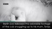 Adorable video shows tiny polar bear cub