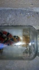 Cobra foi encontrada no Jardim Montreal