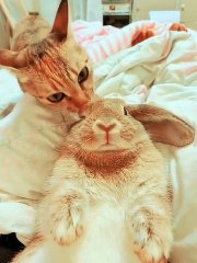 Kitty Cleans Bunny Buddy