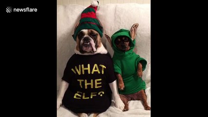 Not fooling anyone! Dogs dress up as Elf on the Shelf