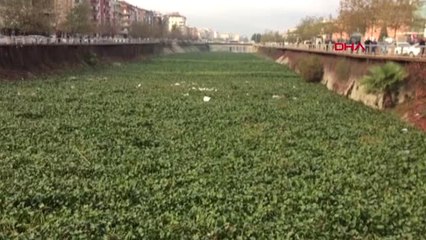 Hatay Asi Nehri'ni 'Su Sümbülü' İstila Etti