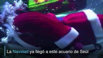 Santa es la estrella en acuario de Seúl