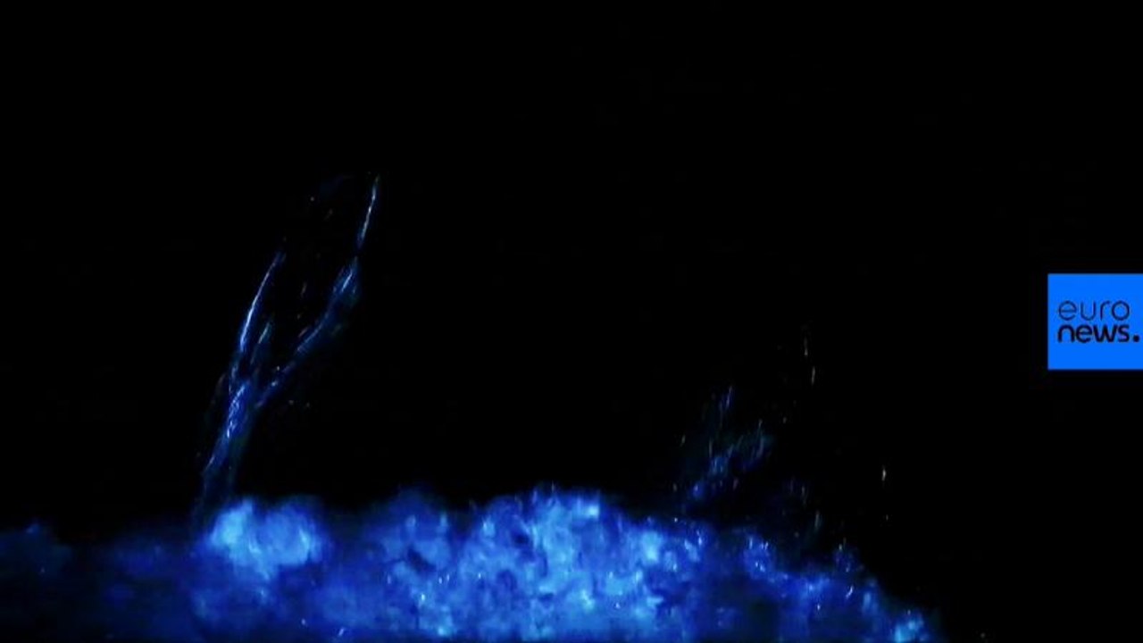 Watch: Sailors spot dolphins feeding on bio-luminescent plankton in the Mediterranean
