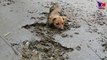 L'histoire émouvante d'un chien sauvé de justesse alors qu'il était coincé dans la boue