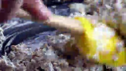 Best Ever Stuffed Mushrooms