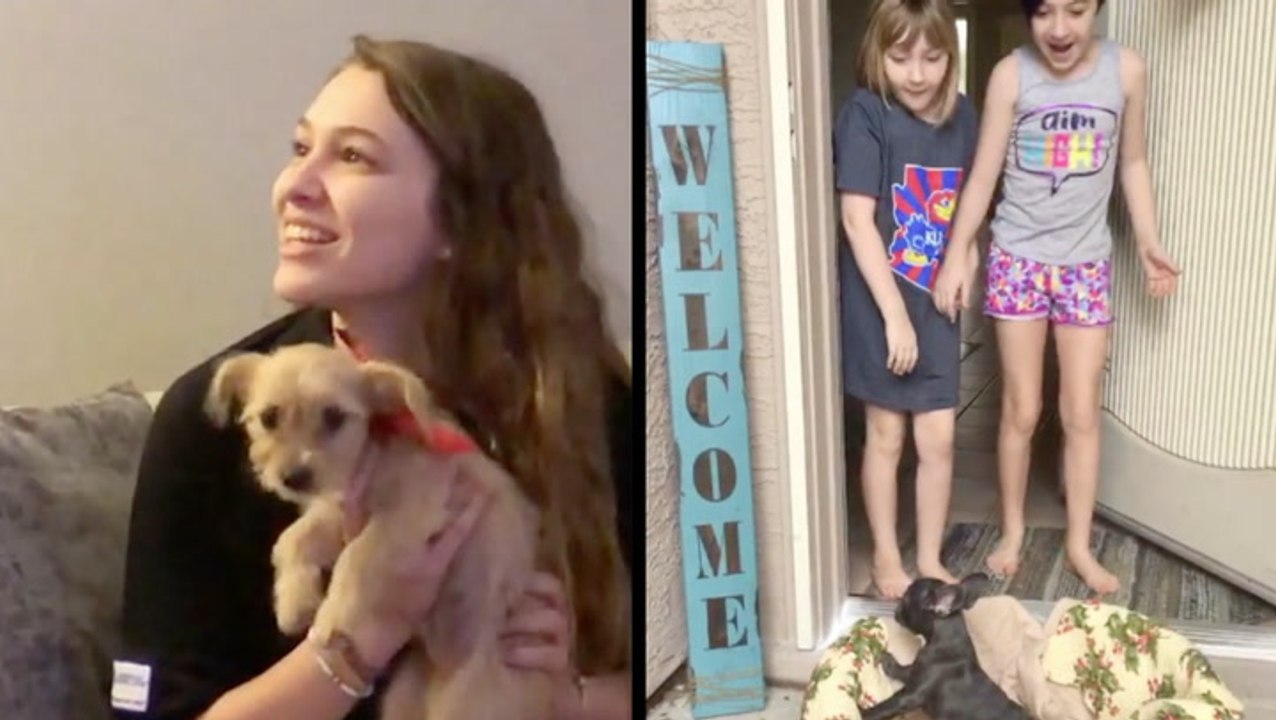 Not Your Typical Reactions To New Puppies