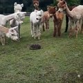 Des alpagas découvrent un hérisson