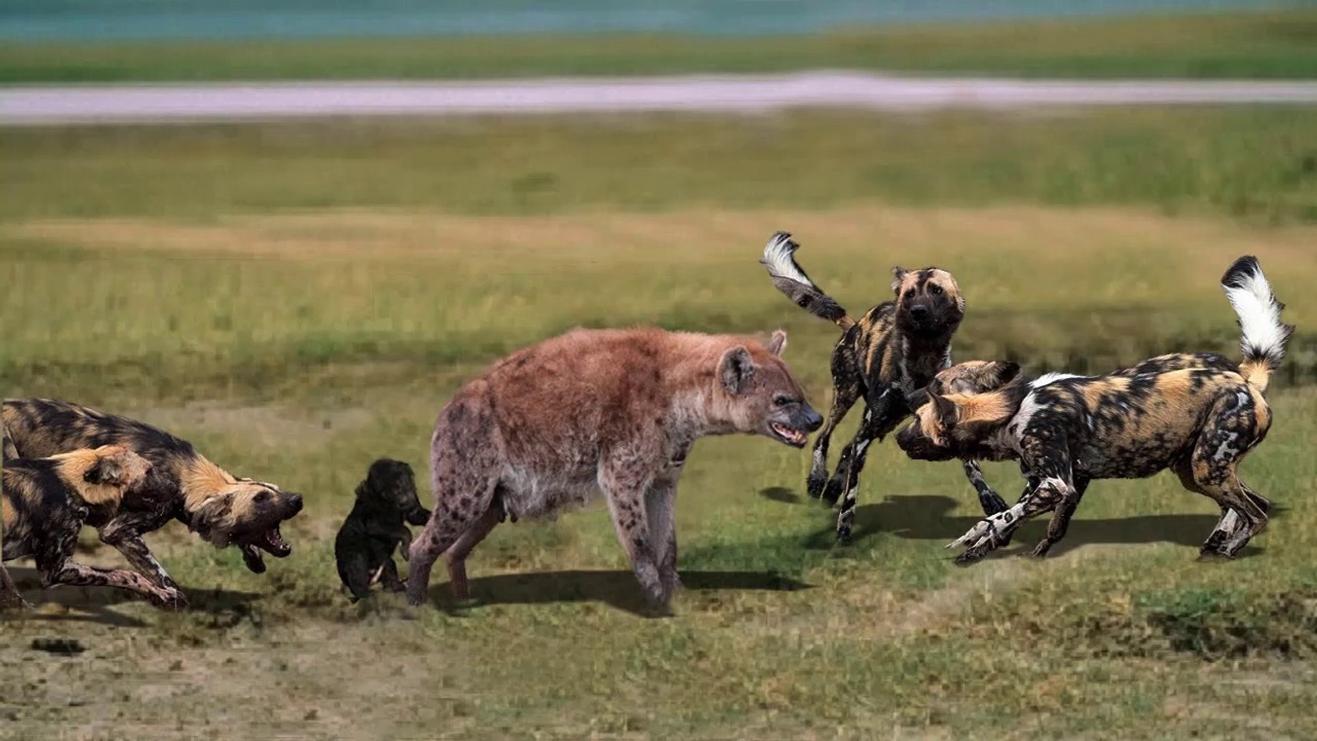 African Hyena Fight