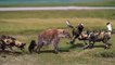 Hyena Vs Wild Dog Real Fight - Pregnant Hyena Fail Trying Fight Back A Pack Of Wild Dog Hunting