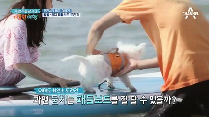 이 구역 견싸(?)는 나야! 팔월&뭉치 남매의 패들보드 도전기~