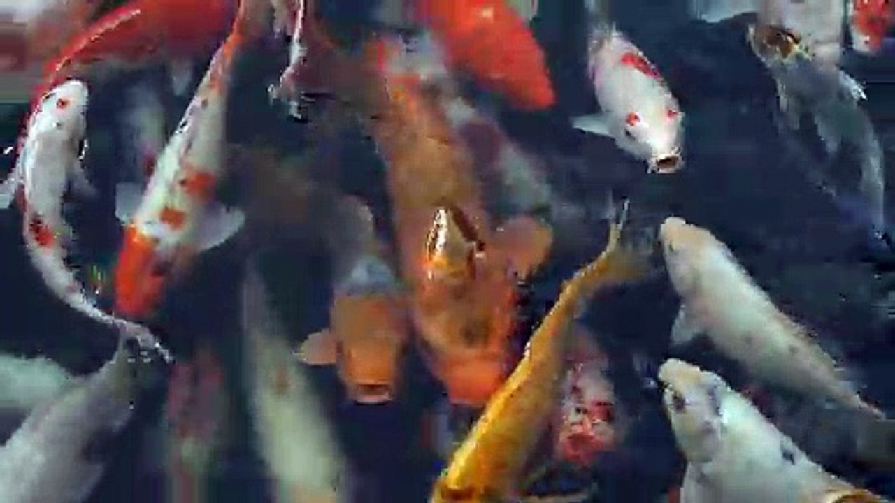 Koi fish - Japanese carp (Cá Koi - cá chép Nhật)