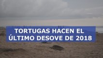 Miles de tortugas llegan a playa mexicana para su último desove de 2018