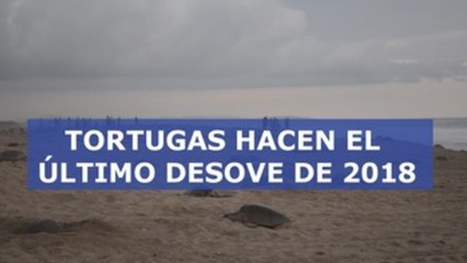 Miles de tortugas llegan a playa mexicana para su último desove de 2018