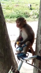 Small monkey on bicycle