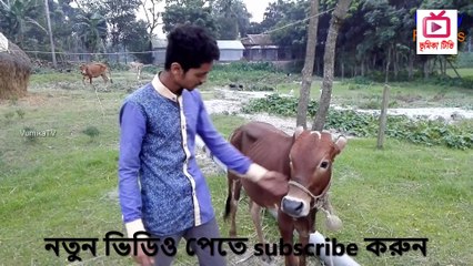 কুরবানী গরু নিয়ে ব্যস্ত  কুরবানী নিয়ে ব্যস্ত  কুরবানির বিশেষ হাসির শোi