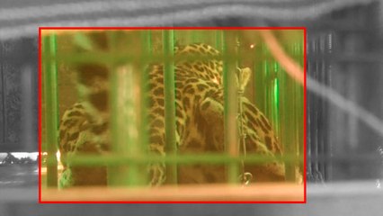 Forest department captures leopard in Gujarat’s Dahod | OneIndia News