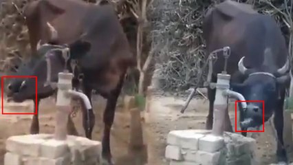 VIDEO: खुद हैंडपंप चलाकर पानी पी रही है गाय, जयंत चौधरी ने रीट्वीट किया वीडियो