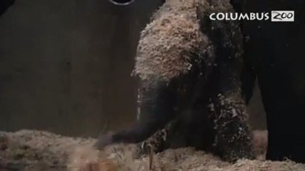 Phoebe the Elephant at Columbus Zoo and Aquarium Today